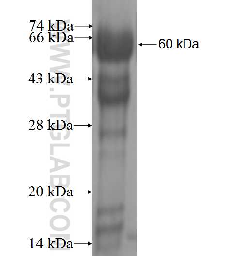 MATK fusion protein Ag0128 SDS-PAGE