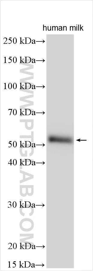 Western Blot (WB) analysis of various lysates using MATN3 Polyclonal antibody (25500-1-AP)