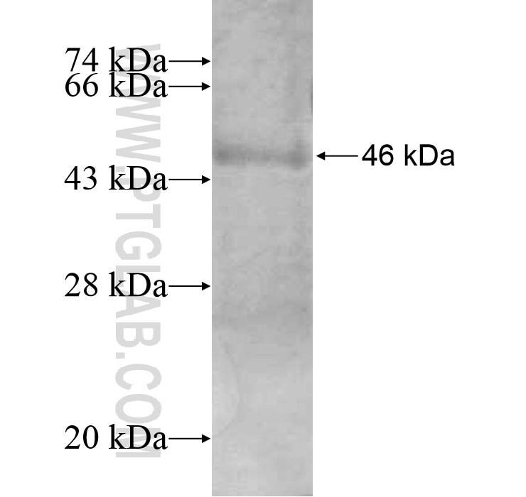 MATN4 fusion protein Ag15243 SDS-PAGE