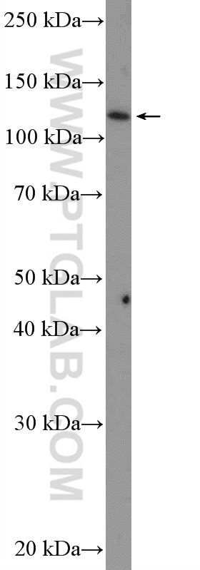 Western Blot (WB) analysis of MCF-7 cells using MATR3 Polyclonal antibody (12202-2-AP)