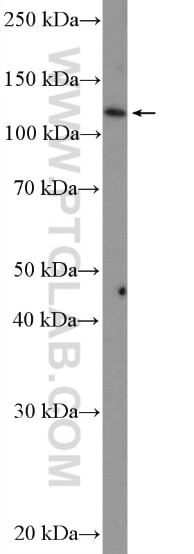 Western Blot (WB) analysis of MCF-7 cells using MATR3 Polyclonal antibody (12202-2-AP)