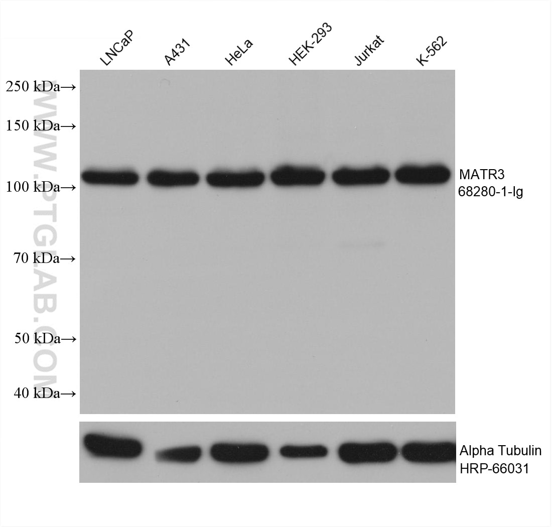 Western Blot (WB) analysis of various lysates using MATR3 Monoclonal antibody (68280-1-Ig)