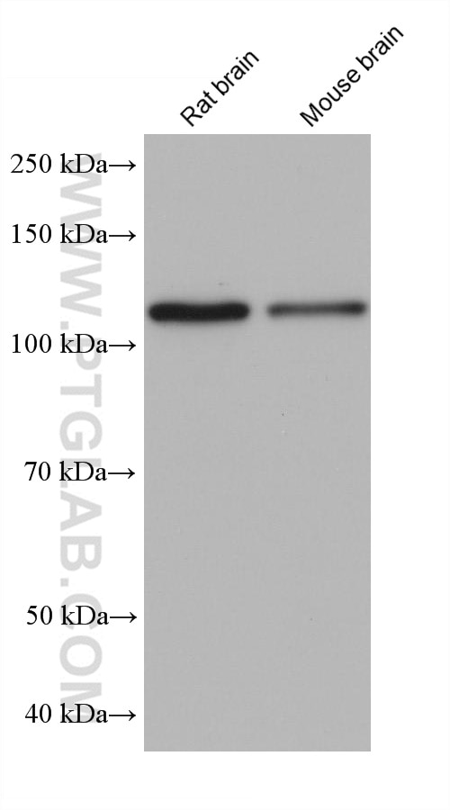 Western Blot (WB) analysis of various lysates using MATR3 Monoclonal antibody (68280-1-Ig)