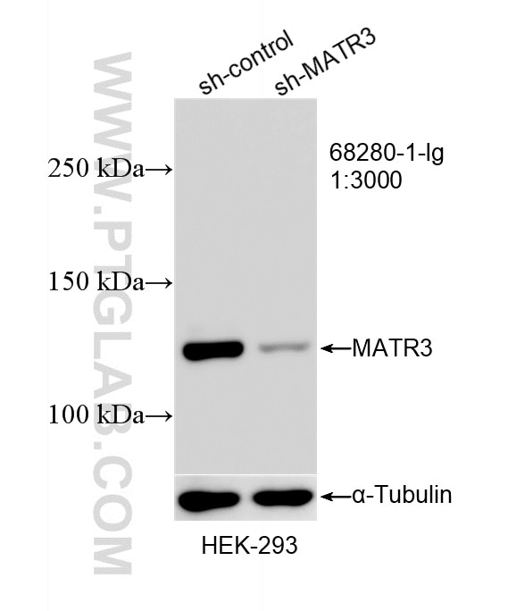 Western Blot (WB) analysis of HEK-293 cells using MATR3 Monoclonal antibody (68280-1-Ig)