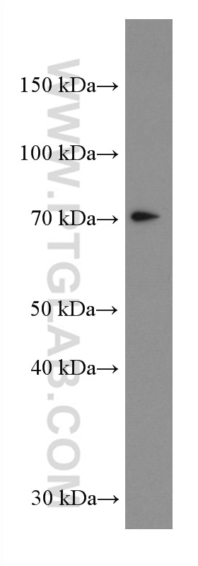 Western Blot (WB) analysis of L02 cells using MAVS; VISA Monoclonal antibody (66911-1-Ig)