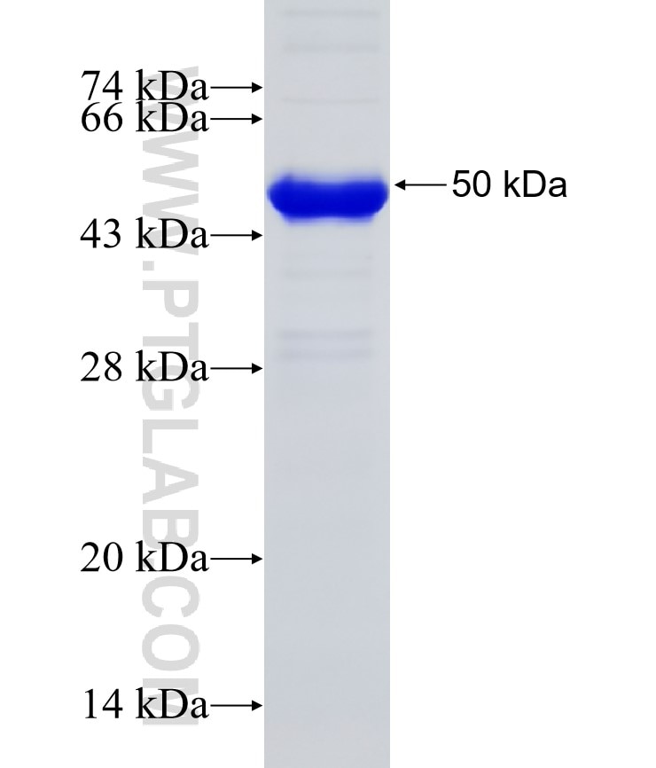 MAVS; VISA fusion protein Ag5949 SDS-PAGE