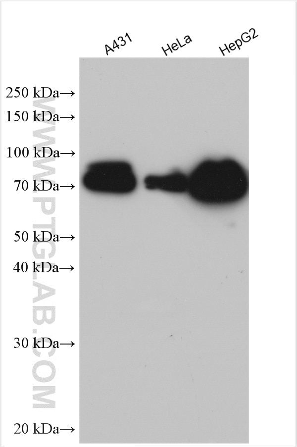 Western Blot (WB) analysis of various lysates using MAVS; VISA Polyclonal antibody (14341-1-AP)