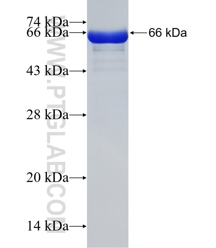 MAVS; VISA fusion protein Ag5655 SDS-PAGE