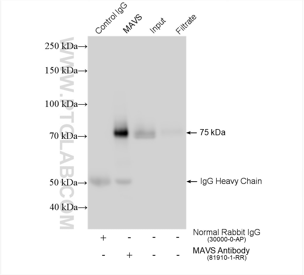 Immunoprecipitation (IP) experiment of HEK-293 cells using MAVS; VISA Recombinant antibody (81910-1-RR)
