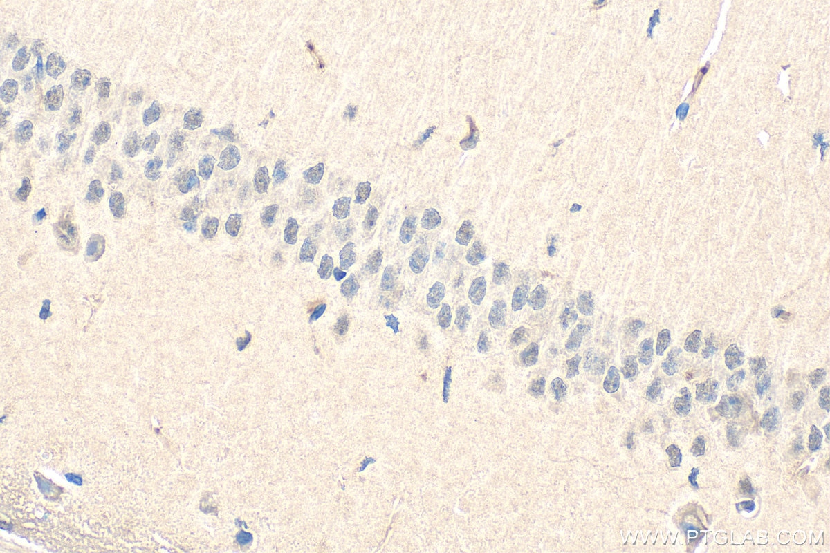 Immunohistochemistry (IHC) staining of mouse brain tissue using MAX Polyclonal antibody (10426-1-AP)