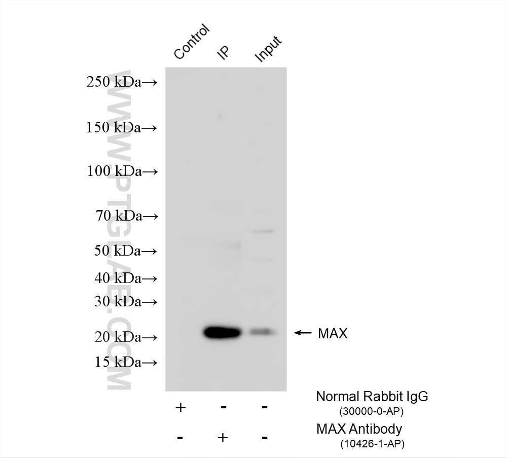 Immunoprecipitation (IP) experiment of PC-3 cells using MAX Polyclonal antibody (10426-1-AP)