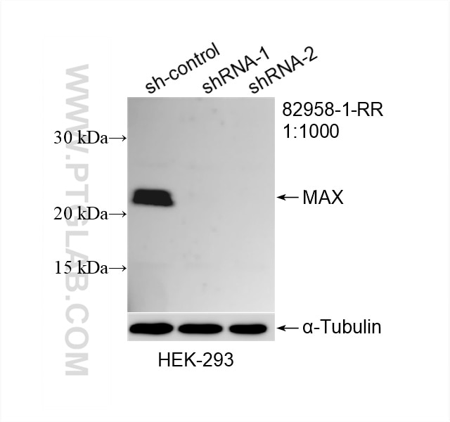 WB result of MAX antibody (82958-1-RR; 1:1000; incubated at room temperature for 1.5 hours) with sh-Control and sh-MAX transfected HEK-293 cells. Western Blot (WB) analysis of HEK-293 cells using MAX Recombinant monoclonal antibody (82958-1-RR)