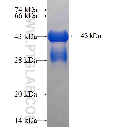 MAX fusion protein Ag0680 SDS-PAGE
