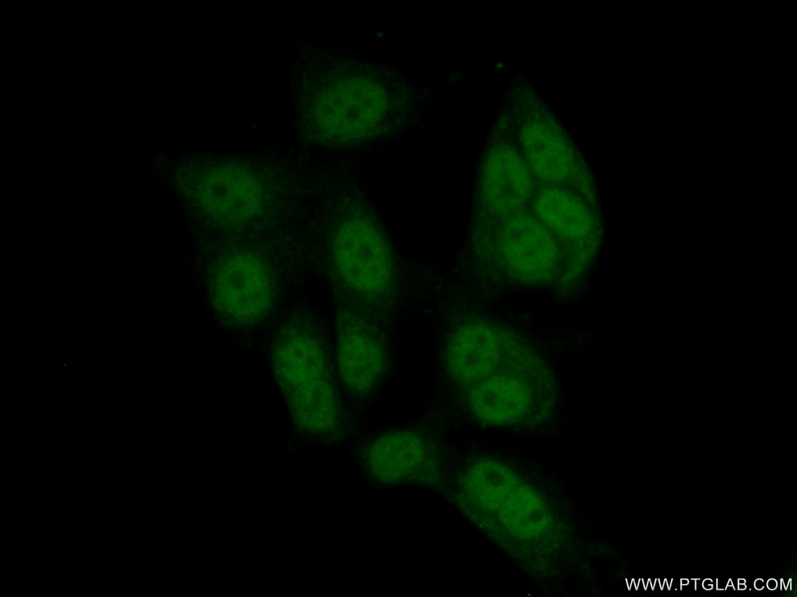 Immunofluorescence (IF) / fluorescent staining of HeLa cells using MAZ Polyclonal antibody (21068-1-AP)