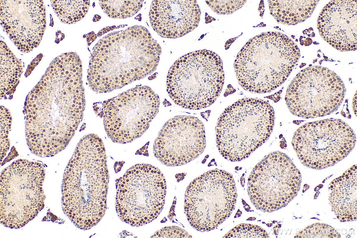 Immunohistochemistry (IHC) staining of mouse testis tissue using MAZ Polyclonal antibody (21068-1-AP)