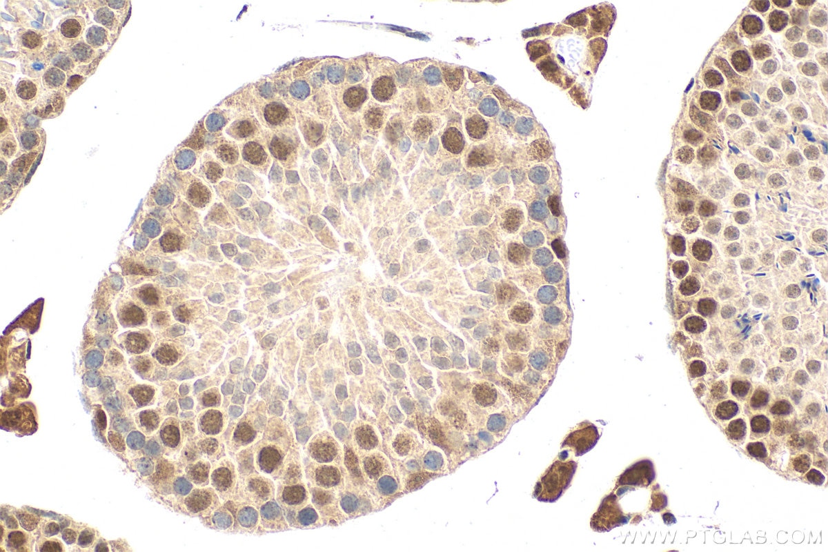 Immunohistochemistry (IHC) staining of mouse testis tissue using MAZ Polyclonal antibody (21068-1-AP)