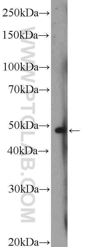 Western Blot (WB) analysis of HeLa cells using MAZ Polyclonal antibody (21068-1-AP)