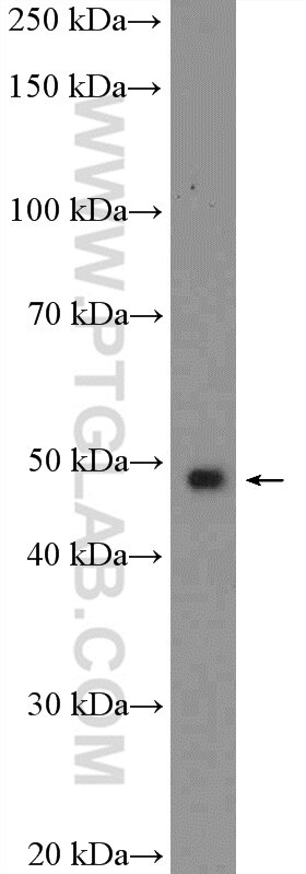 Western Blot (WB) analysis of HeLa cells using MAZ Polyclonal antibody (21068-1-AP)