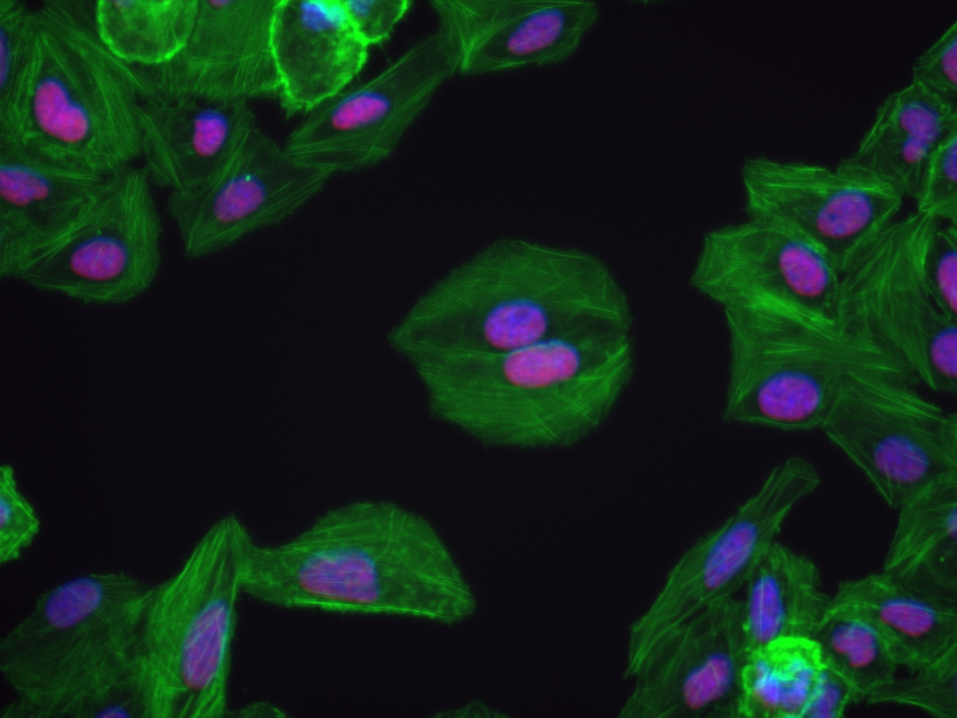 Immunofluorescence (IF) / fluorescent staining of U2OS cells using MAZ Recombinant antibody (82852-3-RR)