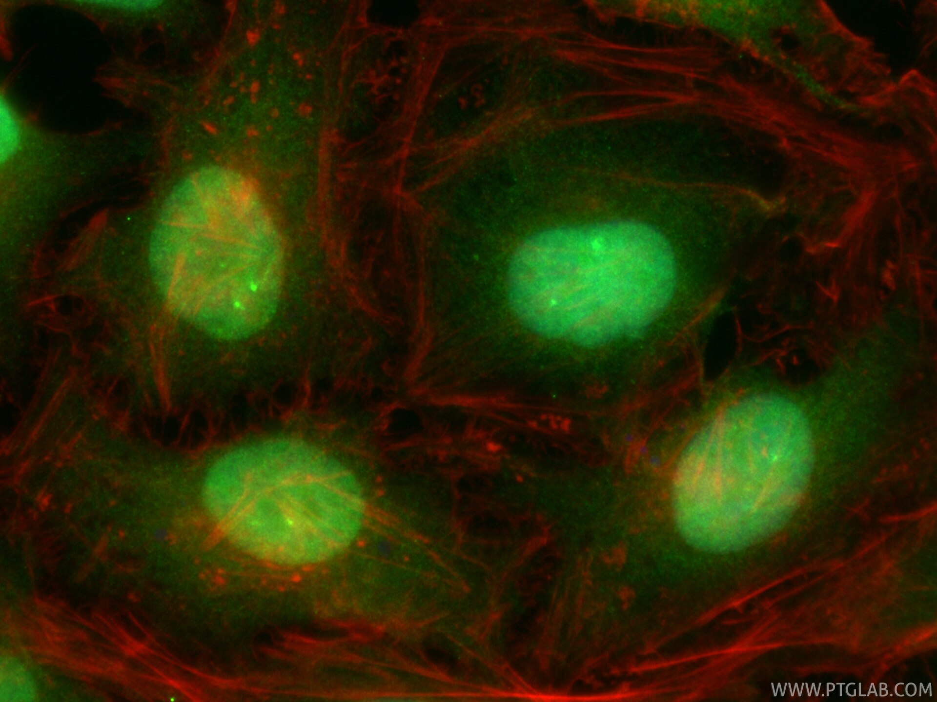 Immunofluorescence (IF) / fluorescent staining of HeLa cells using CoraLite® Plus 488-conjugated MAZ Recombinant mono (CL488-82852-3)