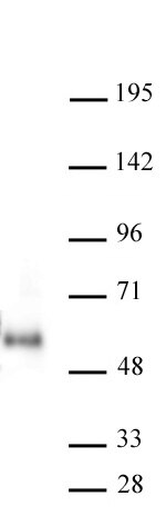 MAZ antibody (mAb) tested by Western Blot. 20 ug MCF7 cell nuclear extract was run on SDS-PAGE, and probed with 2 ug/ml MAZ antibody. MW: 55 kDa MAZ antibody (mAb) tested by Western Blot. 20 ug MCF7 cell nuclear extract was run on SDS-PAGE, and probed with 2 ug/ml MAZ antibody. MW: 55 kDa