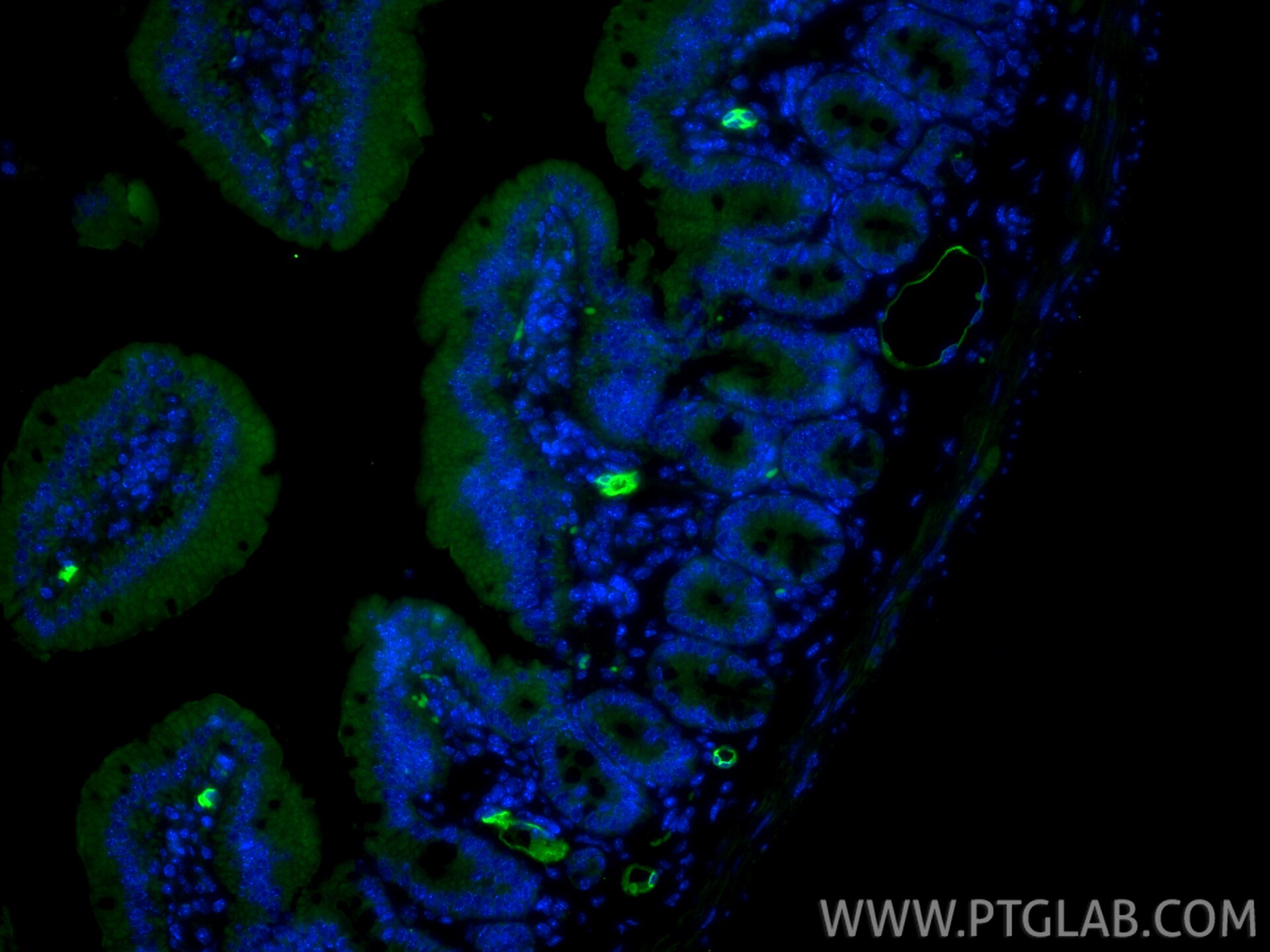Immunofluorescence (IF) / fluorescent staining of mouse small intestine tissue using MAdCAM1 Polyclonal antibody (32526-1-AP)