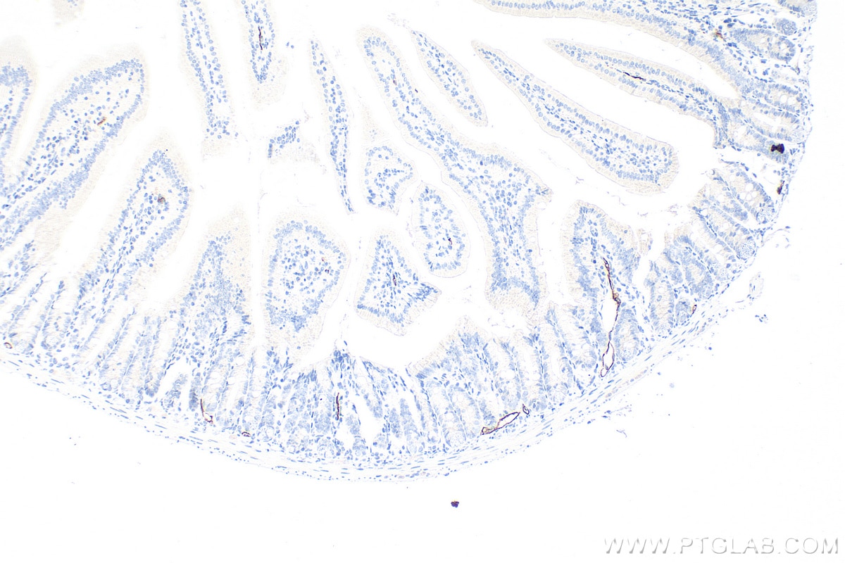 Immunohistochemistry (IHC) staining of mouse small intestine tissue using MAdCAM1 Polyclonal antibody (32526-1-AP)