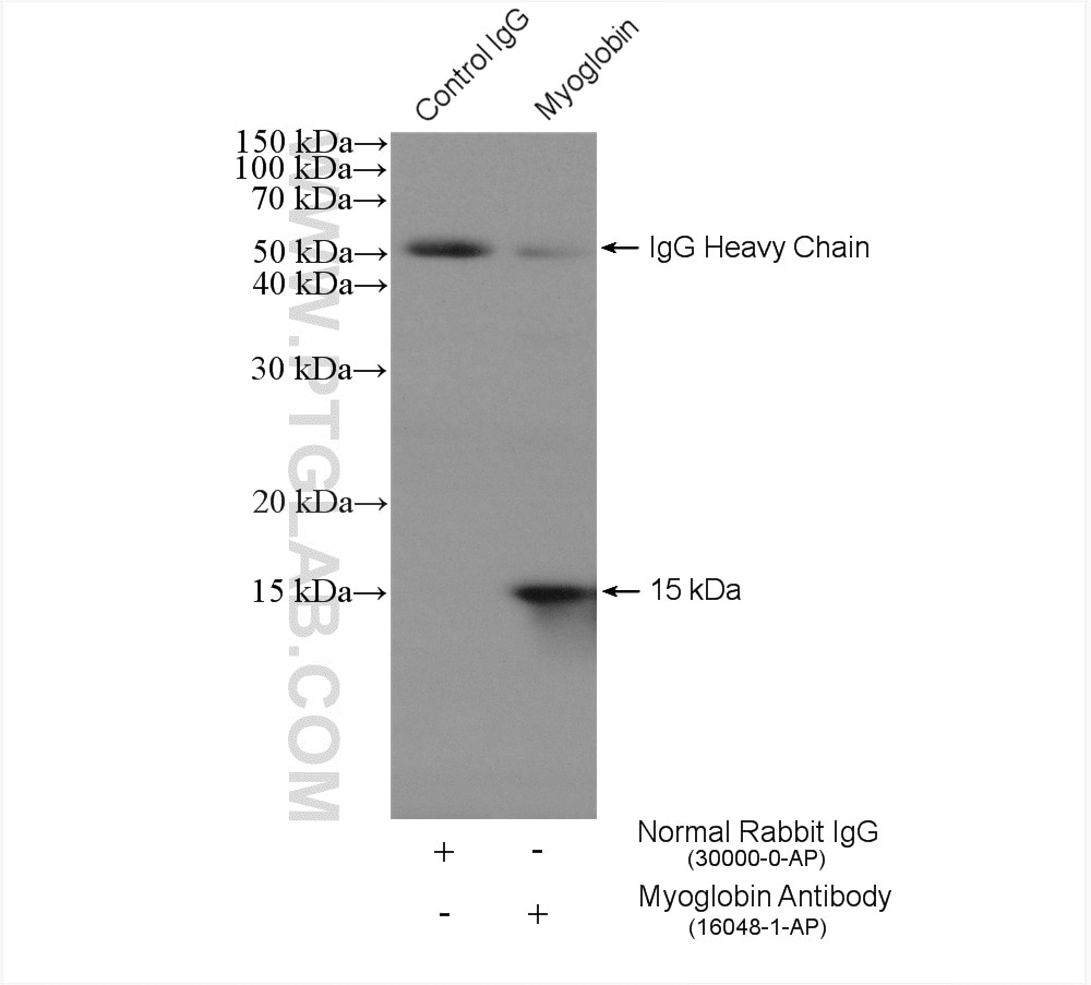 Immunoprecipitation (IP) experiment of mouse skeletal muscle tissue using Myoglobin Polyclonal antibody (16048-1-AP)