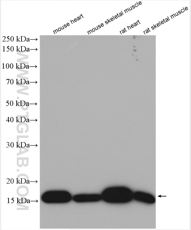 Western Blot (WB) analysis of various lysates using Myoglobin Polyclonal antibody (16048-1-AP)