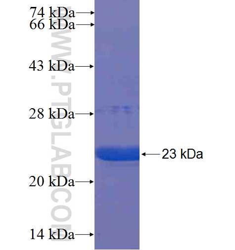 MB fusion protein Ag8979 SDS-PAGE
