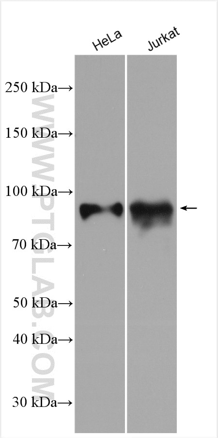Western Blot (WB) analysis of various lysates using MBD1 Polyclonal antibody (29998-1-AP)
