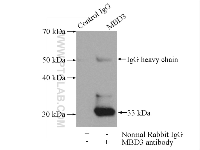 Immunoprecipitation (IP) experiment of mouse testis tissue using MBD3 Polyclonal antibody (14258-1-AP)