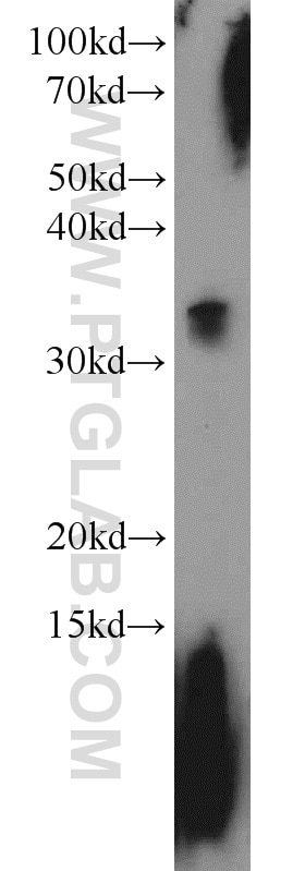 Western Blot (WB) analysis of mouse testis tissue using MBD3 Polyclonal antibody (14258-1-AP)