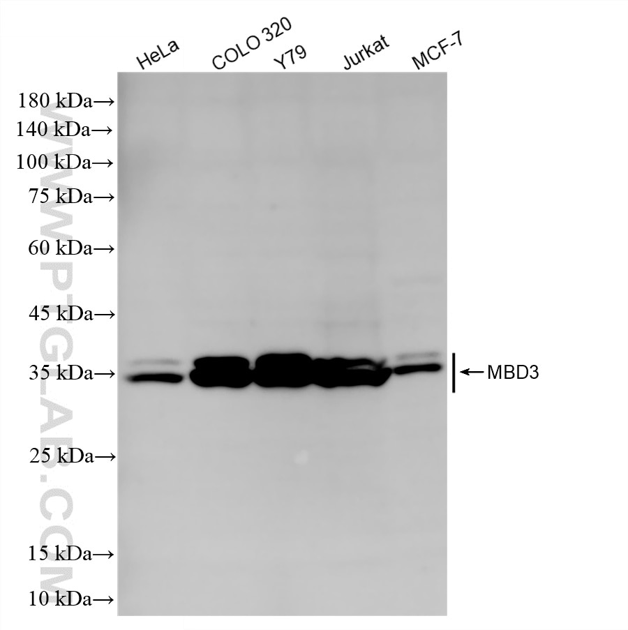 WB analysis using 86681-2-RR (same clone as 86681-2-PBS) Western Blot (WB) analysis of various lysates using MBD3 Recombinant monoclonal antibody (86681-2-RR)