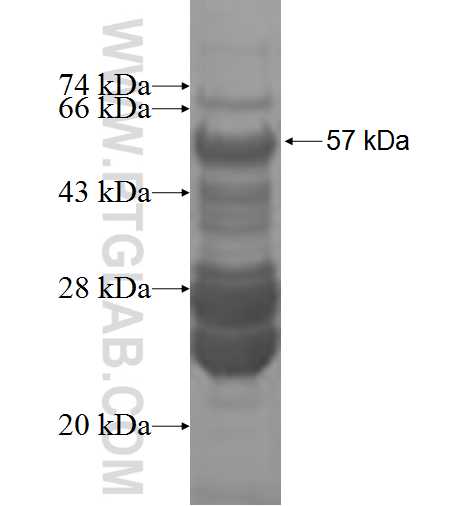 MBD5 fusion protein Ag8728 SDS-PAGE