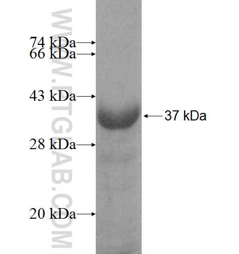 MBD5 fusion protein Ag8873 SDS-PAGE