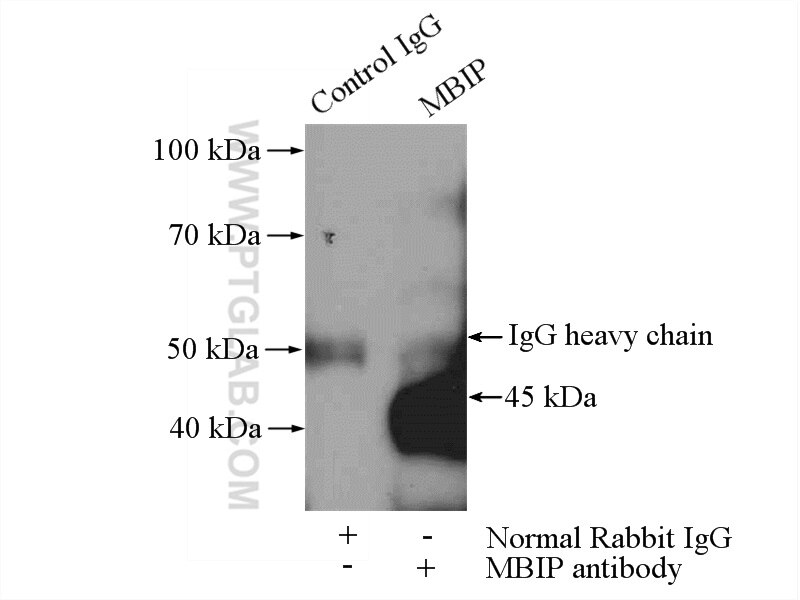 Immunoprecipitation (IP) experiment of HEK-293 cells using MBIP Polyclonal antibody (10685-1-AP)