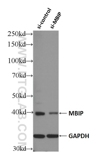 Western Blot (WB) analysis of HEK-293 cells using MBIP Polyclonal antibody (10685-1-AP)