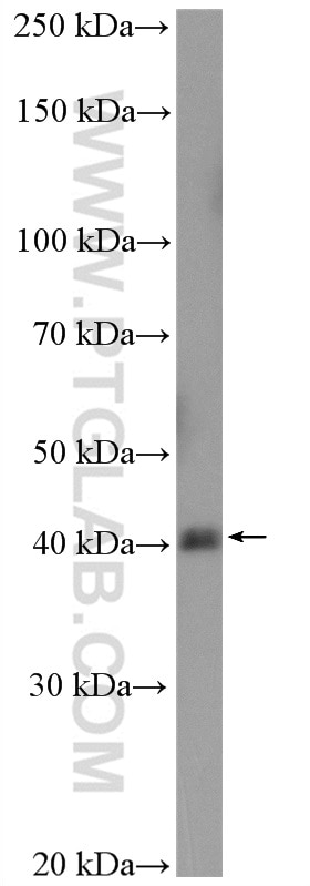 Western Blot (WB) analysis of HepG2 cells using MBIP Polyclonal antibody (10685-1-AP)