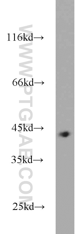 Western Blot (WB) analysis of HEK-293 cells using MBIP Polyclonal antibody (10685-1-AP)