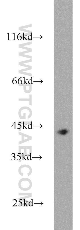 WB analysis of HEK-293 using 10685-1-AP