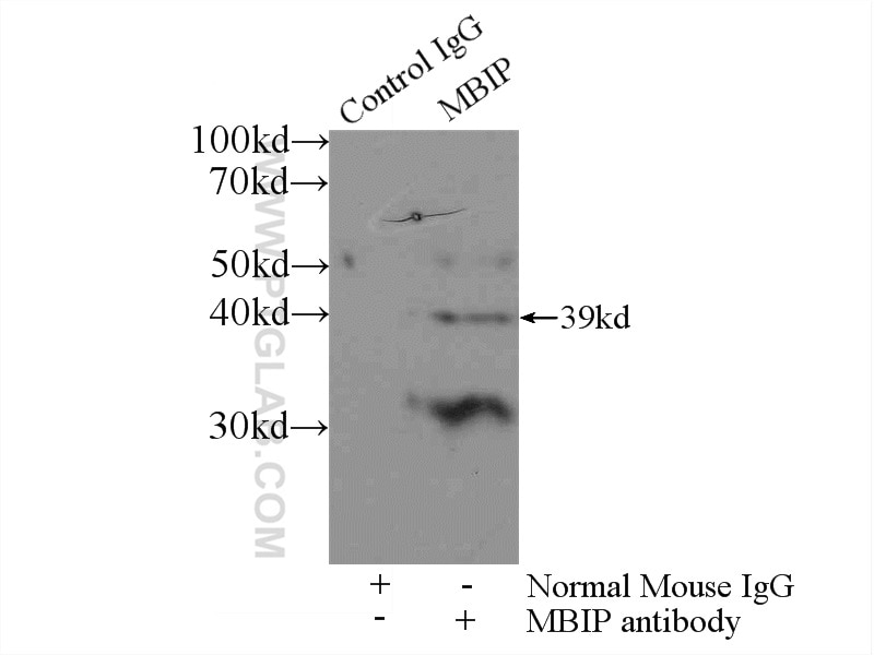 Immunoprecipitation (IP) experiment of HEK-293 cells using MBIP Monoclonal antibody (66102-1-Ig)