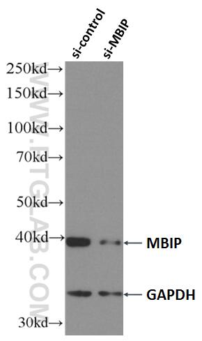 Western Blot (WB) analysis of HEK-293 cells using MBIP Monoclonal antibody (66102-1-Ig)