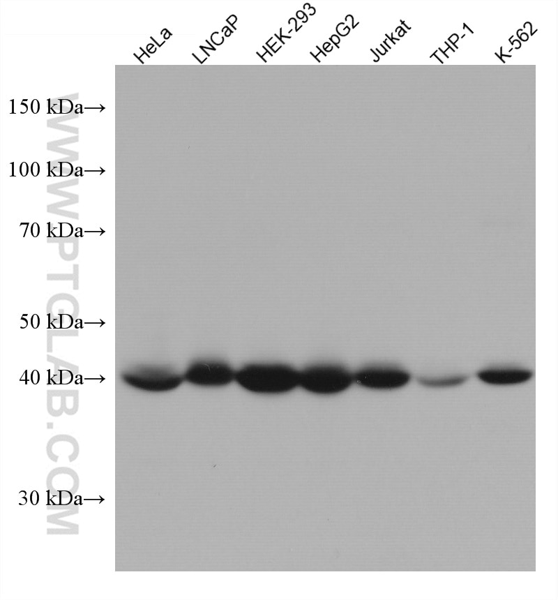 Western Blot (WB) analysis of various lysates using MBIP Monoclonal antibody (66102-1-Ig)