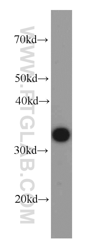 Western Blot (WB) analysis of human heart tissue using MBIP Monoclonal antibody (66102-1-Ig)