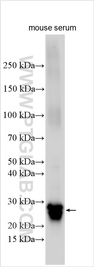 Western Blot (WB) analysis of various lysates using MBL Polyclonal antibody (32750-1-AP)