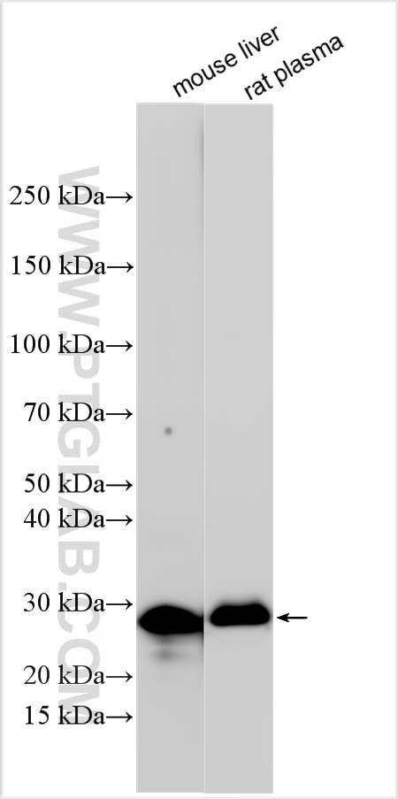 Western Blot (WB) analysis of various lysates using MBL Polyclonal antibody (32750-1-AP)