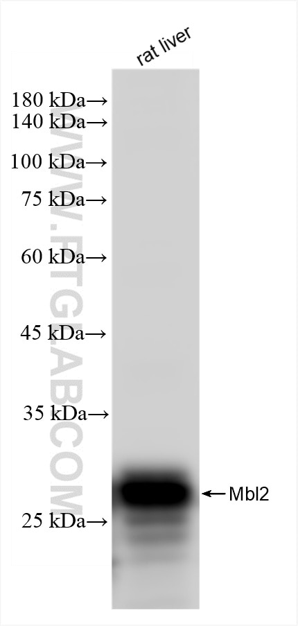 Western Blot (WB) analysis of rat liver tissue using MBL Recombinant antibody (85835-4-RR)