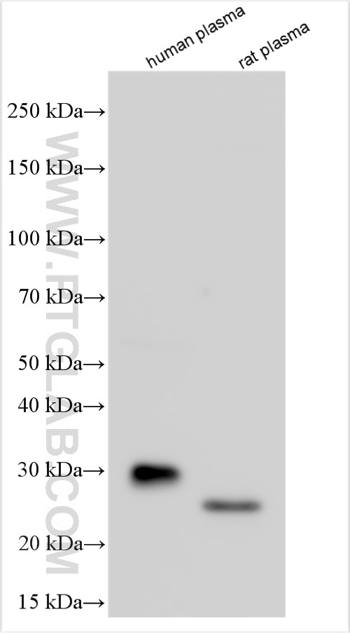 Various lysates were subjected to SDS PAGE followed by western blot with 24207-1-AP (MBL antibody) at dilution of 1:10000 incubated at room temperature for 1.5 hours. Western Blot (WB) analysis of various lysates using MBL Polyclonal antibody (24207-1-AP)