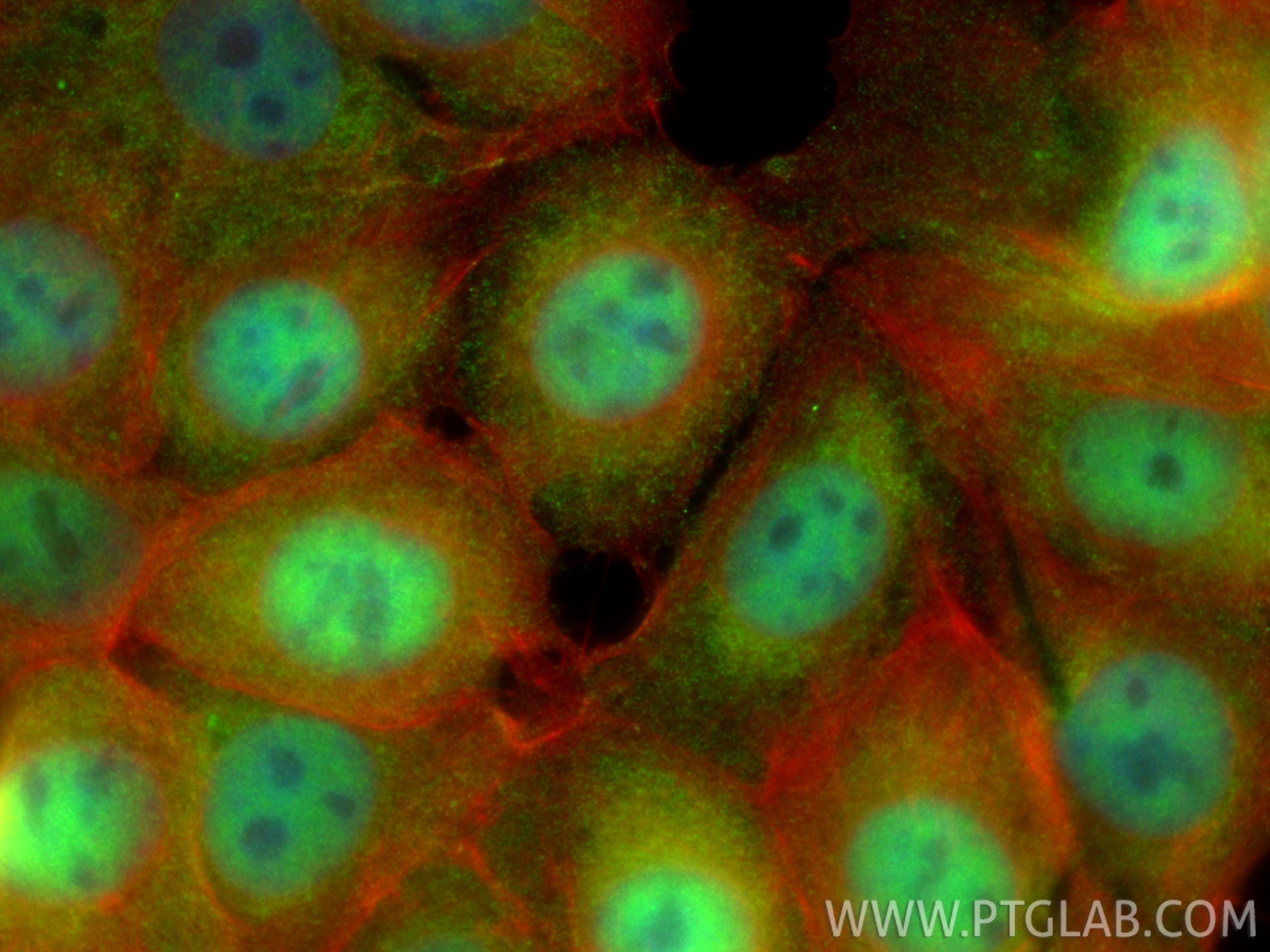 Immunofluorescence (IF) / fluorescent staining of MCF-7 cells using MBNL1 Monoclonal antibody (66837-1-Ig)